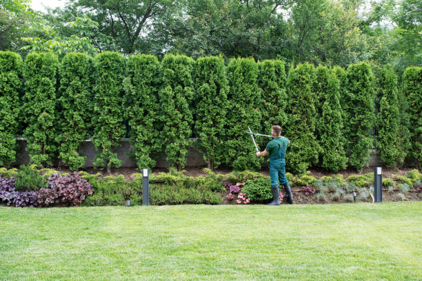 Best Pest Control for Lawns  in Scottsbluff, NE